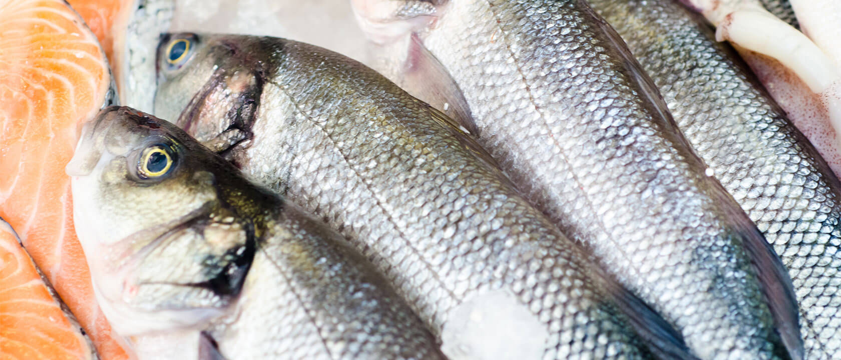 Peixes com mais proteína