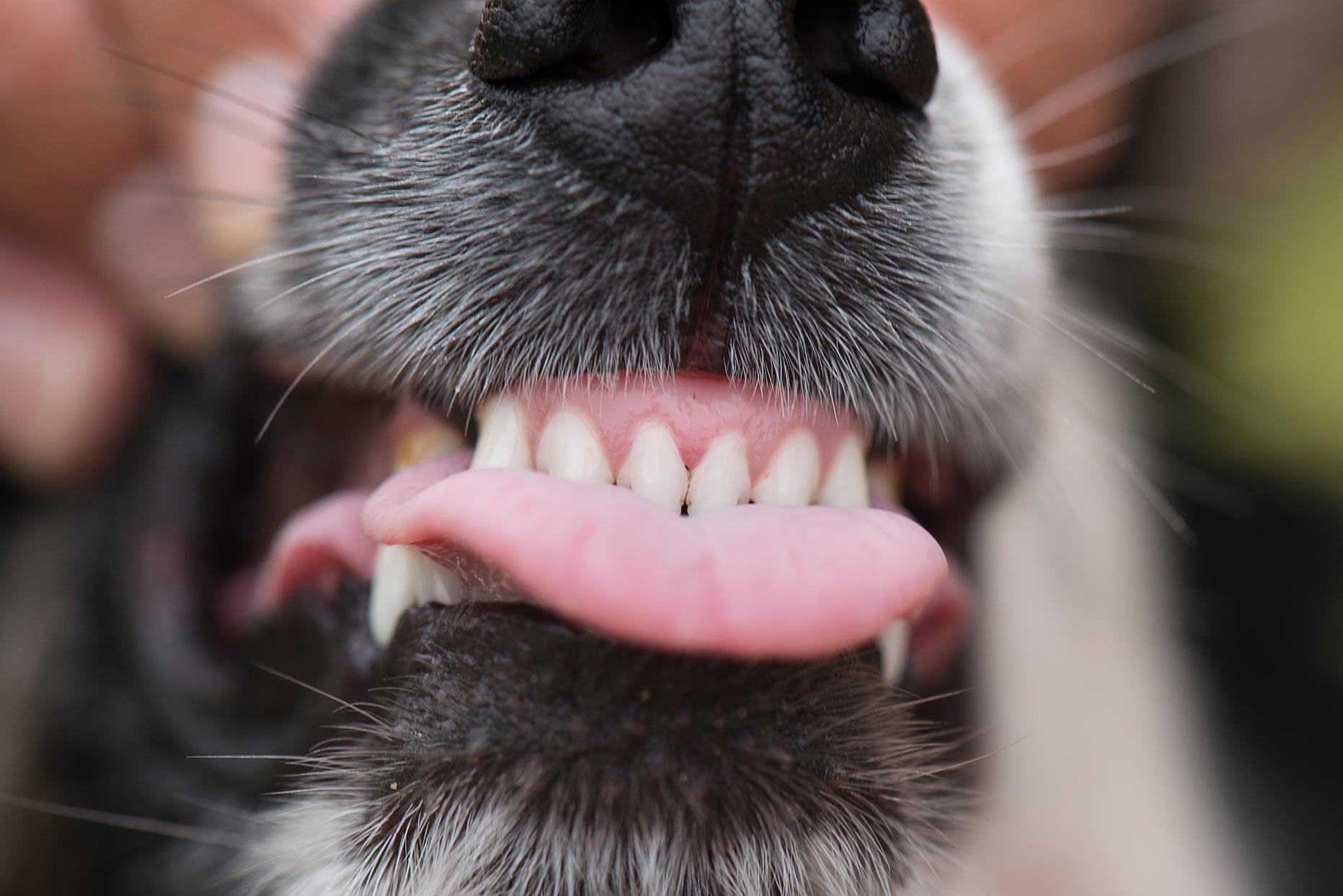 Tártaro em Cães: como evitar e tratamento