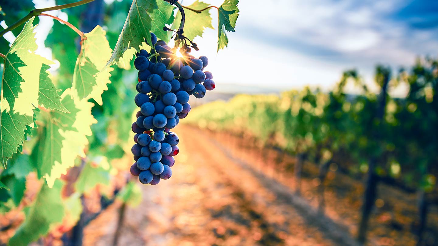 O que são os sulfitos